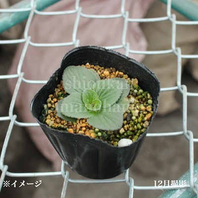 ���륻����ꥢ �ӥե����� ������ɥ���åס�9cm�ݥå��ġ��ڤ䤫�ʳ����ʼ�/������/�Ѵ���¿ǯ��/������/����̲ �Ͼ����ʤ�