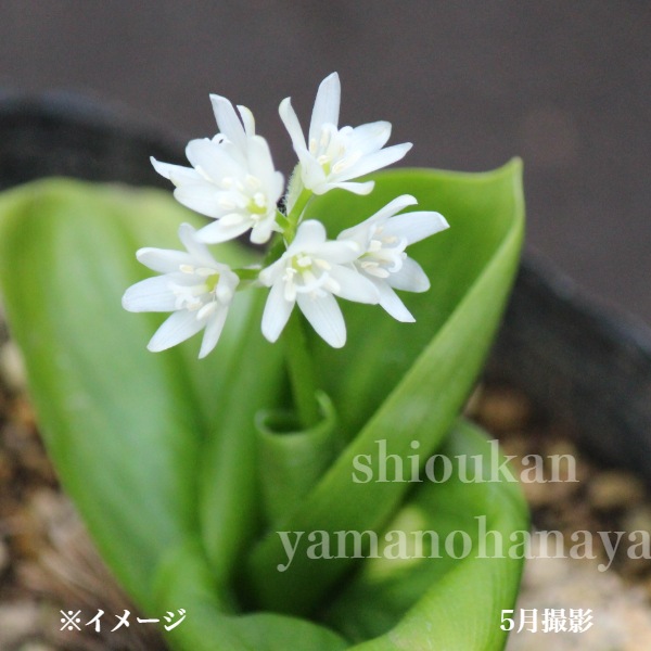 お探しの山野草あります 山野草とは – 近江綴園 小さな季節のお買い物