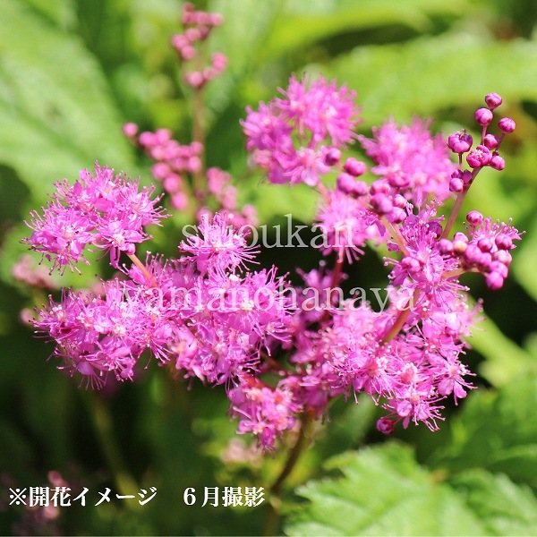 紫桜館山の花屋 開花時季から探す 初夏に咲く植物 キョウカノコ シモツケソウ キョウカノコ 15cmポット3 5芽植え苗 山野草 耐寒性多年草 京鹿ノ子 シモツケソウ 休眠期中 地上部なし 京かの子 京カノコ きょうかのこ 京鹿の子 山野草 宿根草 苗 販売 山 紫桜館山の花屋 開花時季から探す 初夏に咲く植物 キョウカノコ シモツケソウ キョウカノコ 15cmポット3 5芽植え苗 山野草 耐寒性多年草 京鹿ノ子 シモツケソウ 休眠期中 地上部なし 京かの子 京カノコ きょうかのこ 京鹿の子 山野草 宿根草 苗 販売 山