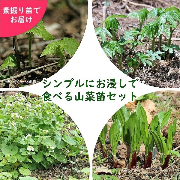 �����ĥ��åȡ�觤Ǥ�����ǿ��٤��뻳���ġ�4���5�����åȡڥܥ��ʡ����祦����˥�˥���Ȫ�掠�ӡ����ɥ��ۢ����ٺѤ�