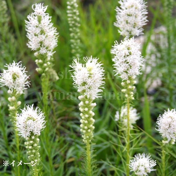 山野草　希少青花　カリアンテマム　ファレリ 山野草 希少 カリアンテマム ファレリ 苗 - メルカリ