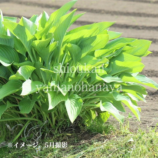 ���륤��15cm�ݥå�3��5�꿢���ġ�������/�Ѵ���¿ǯ��/�����Х��ܥ���/�ۥ���/��7/10�դ˽���ͭ��
