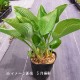 ���륤��15cm�ݥå�3��5�꿢���ġ�������/�Ѵ���¿ǯ��/�����Х��ܥ���/�ۥ���/��7/10�դ˽���ͭ��
