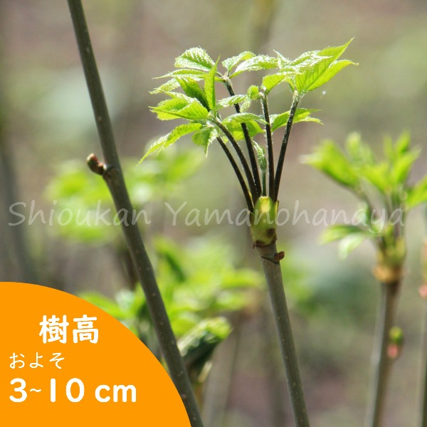 紫桜館山の花屋 | オンライン見積もり - 「コシアブラ 9～10.5cmポット