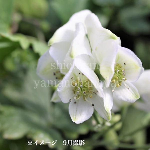 紫桜館山の花屋 | ☆開花時季から探す,秋に咲く植物,トリカブト