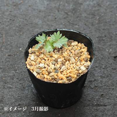 ��֥�ޥȥꥫ�֥ȡ�9cm�ݥå��ġ�������/��󥯥��ա���/�����˥���/������/����̲ �Ͼ���̵��