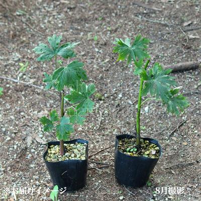 �����ȥꥫ�֥� �Ѥ��֡�9��10.5cm�ݥå��ġ���󥯥��ա���/�����˥���/������/����̲ �Ͼ���̵��