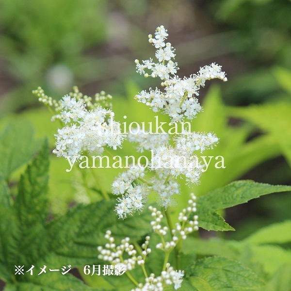 宿根草苗No.6　 9cmポット8個 宿根草苗No.6 9cmポット8個 楽天市場】【予約・早割】宿根草 苗 セット