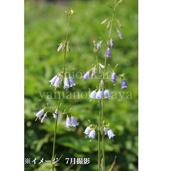 �ĥꥬ�ͥ˥󥸥�9��10.5cm�ݥå��ġ�������/�Ѵ���¿ǯ��/�ȥȥ�/���������ֽ�λ ��̲ �Ͼ���̵��