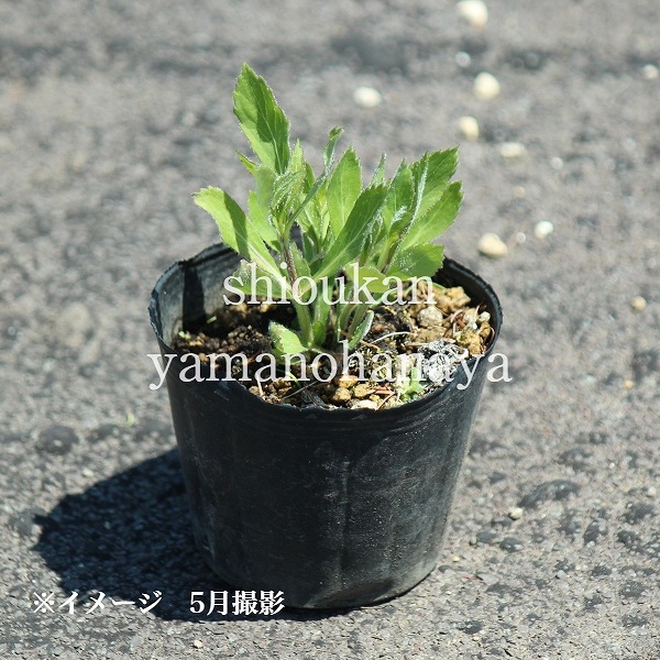 �ĥꥬ�ͥ˥󥸥�9��10.5cm�ݥå��ġ�������/�Ѵ���¿ǯ��/�ȥȥ�/���������ֽ�λ ��̲ �Ͼ���̵��