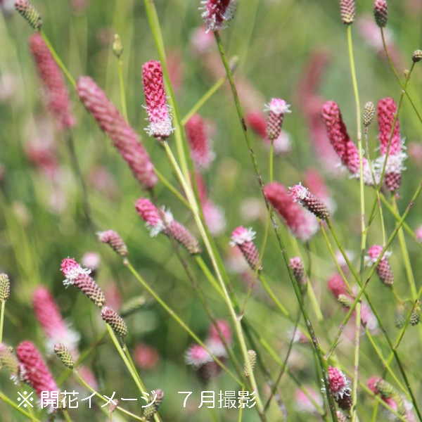 紫桜館山の花屋 商品一覧 ポット苗 ピンクタンナワレモコウ 10 5cmポット苗 山野草 宿根草 耐寒性多年草 吾亦紅 サンギソルバ 今季開花終了 山野草 宿根草 苗 販売 山草 紫桜館 通販 購入 山菜 われもこう 吾亦紅