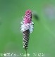 �ԥ󥯥���ʥ��⥳����10.5cm�ݥå��ġ�������/�ɺ���/�Ѵ���¿ǯ��/�����/���󥮥����/���������ֽ�λ 8/7�դ�Ÿ����