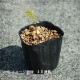 �ԥ󥯥���ʥ��⥳����10.5cm�ݥå��ġ�������/�ɺ���/�Ѵ���¿ǯ��/�����/���󥮥����/���������ֽ�λ 8/7�դ�Ÿ����