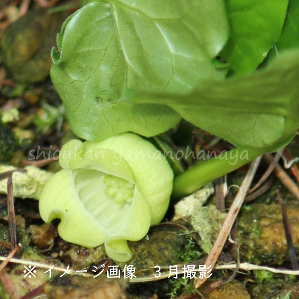 紫桜館山の花屋 開花時季から探す 早春に咲く植物 カンアオイ 素心ウスバサイシン9cmポット苗 希少種 山野草 耐寒性多年草 薄葉細辛 4 5蕾 開花中 山野草 宿根草 苗 販売 山草 紫桜館 通販 購入 山菜