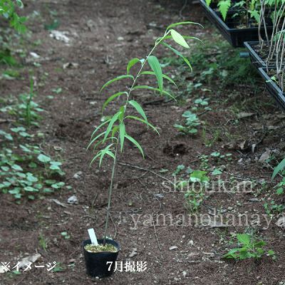 ��ޥ�ꡡ10.5cm�ݥå��ġ�������/�Ѵ���¿ǯ��/��ɴ��/����̲ �Ͼ���̵��