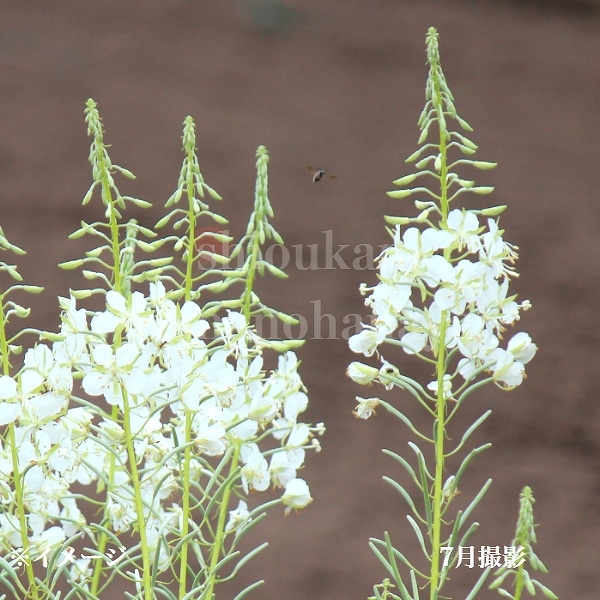 紫桜館山の花屋 | ☆日照条件から探す,日向 - 「白花ヤナギラン 9cm