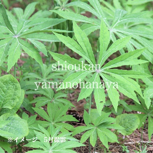 紫桜館山の花屋 | 全商品一覧 - 「ヤブレガサ 9cmポット苗 山野草/山菜