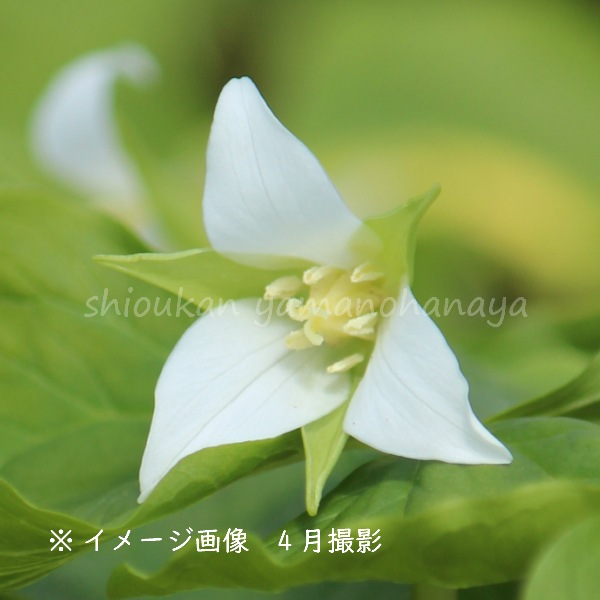 山野草　濃色八重咲きシラネアオイ　実生４年3個とコジマエンレイソウ２個のセット 山野草の女王”シラネアオイまもなく見頃！「シラネアオイと春の野の花