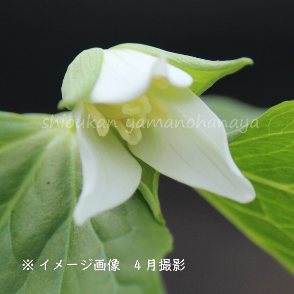 紫桜館 山の花屋 公式サイト 開花時季から探す 春に咲く植物 エンレイソウ 深山エンレイソウ ミヤマエンレイソウ 10 5cmポット苗 山野草 耐寒性多年草 深山延齢草 今季開花終了 7 14休眠に入りました エンレイソウ 延齢草 えんれいそう 宿根草 山野草 苗 紫桜館 山の花屋 公式サイト 開花時季から探す 春に咲く植物 エンレイソウ 深山エンレイソウ ミヤマエンレイソウ 10 5cmポット苗 山野草 耐寒性多年草 深山延齢草 今季開花終了 7 14休眠に入りました エンレイソウ 延齢草 えんれいそう 宿根草 山野草 苗