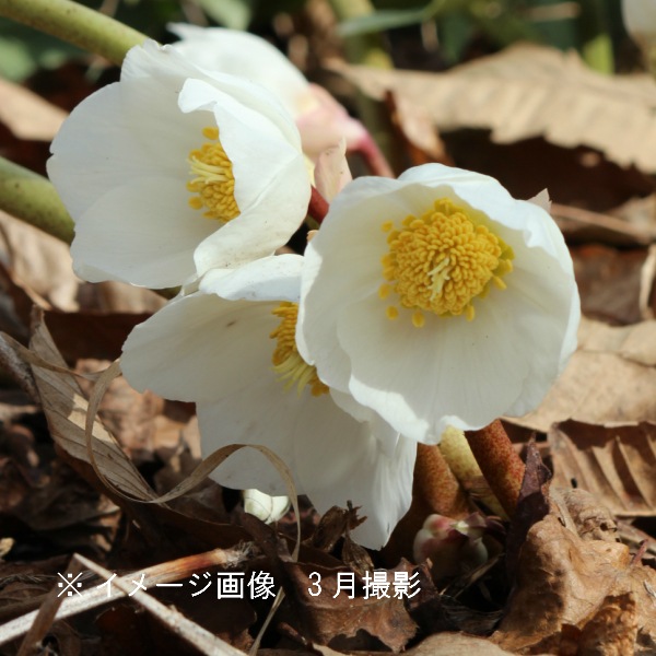 紫桜館山の花屋 開花時季から探す 早春に咲く植物 クリスマスローズ クリスマスローズ ニゲル 10 5cmポット苗 宿根草 耐寒性多年草 10 31花芽付き株を植え付けました クリスマス ローズ クリスマスローズ 山野草 宿根草 苗 販売 庭草 紫葉園 紫桜館