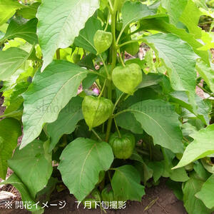 ��¥ۥ�������10.5cm�ݥå��ġ����ڤ���ѡ������Բġۡ����ߤΤ�������/����/�ۥ�����/��2026ǯ5�����ͽ��