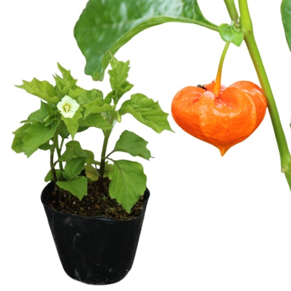 ��¥ۥ�������10.5cm�ݥå��ġ����ڤ���ѡ������Բġۡ����ߤΤ�������/����/�ۥ�����/��2026ǯ5�����ͽ��