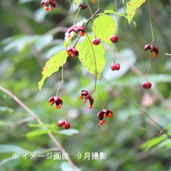 紫桜館山の花屋 | 全商品一覧 - 「ツリバナ 9~10.5cmポット苗 樹高10~30cm/落葉樹/苗木/吊り花/※6/20葉が展開中 ...