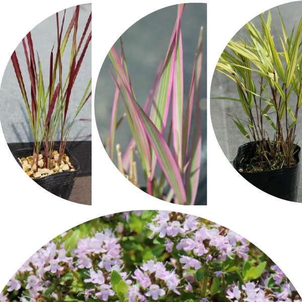 紫桜館山の花屋 開花時季から探す おすすめ苗セット 山野草セット グラス類など下草達 4種各2ポットセット 紅チガヤ 十和田アシ 斑入りフウチソウ イブキジャコウソウ