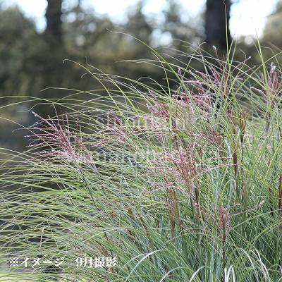 �����ꥤ�ȥ����� �⡼�˥󥰥饤�ȡ�10.5cm�ݥå��ġ�������/����̲ �Ͼ���̵��