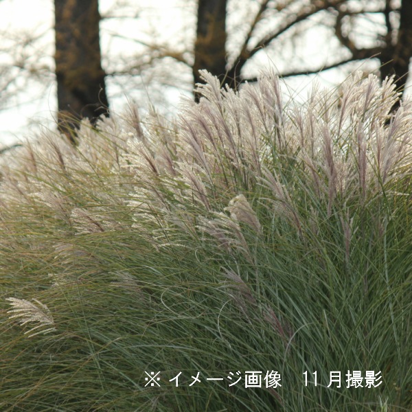 �����ꥤ�ȥ����� �⡼�˥󥰥饤�ȡ�10.5cm�ݥå��ġ�������/����̲ �Ͼ���̵��