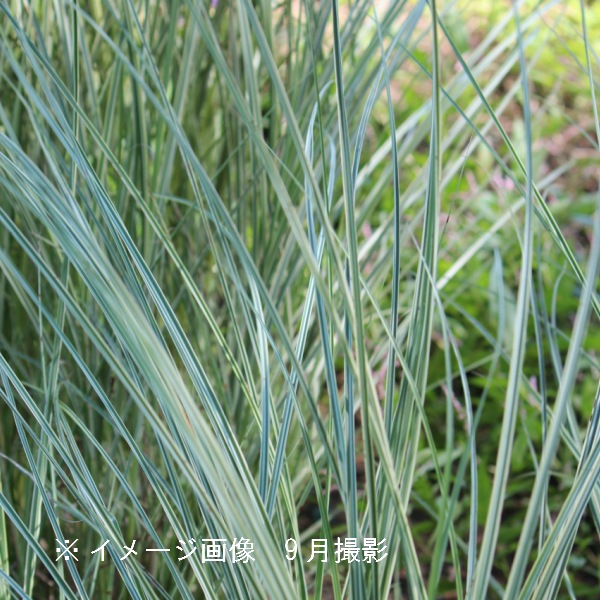 �����ꥤ�ȥ����� �⡼�˥󥰥饤�ȡ�10.5cm�ݥå��ġ�������/����̲ �Ͼ���̵��