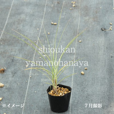 �����ꥤ�ȥ����� �⡼�˥󥰥饤�ȡ�10.5cm�ݥå��ġ�������/����̲ �Ͼ���̵��