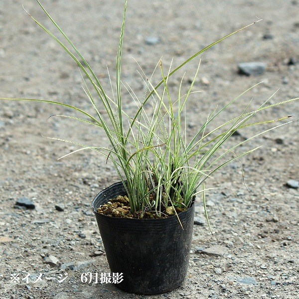 �����ꥤ�ȥ����� �⡼�˥󥰥饤�ȡ�10.5cm�ݥå��ġ�������/����̲ �Ͼ���̵��