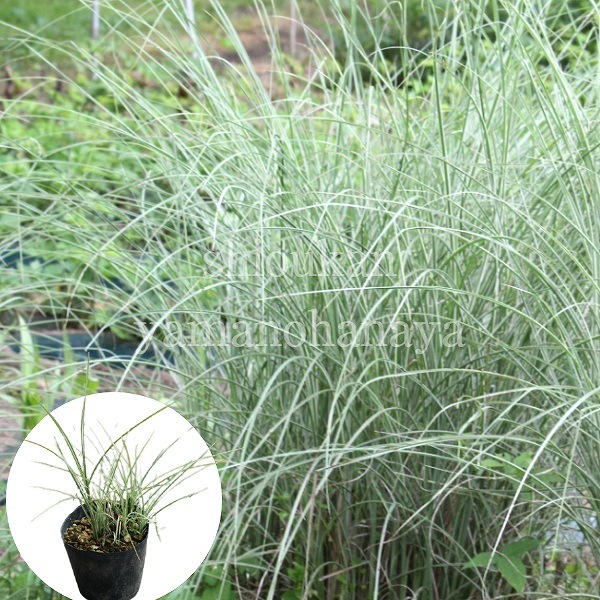 �����ꥤ�ȥ����� �⡼�˥󥰥饤�ȡ�10.5cm�ݥå��ġ�������/����̲ �Ͼ���̵��