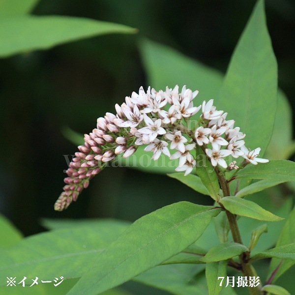 732〓希少 Myrciaria Pilosa 熱帯果樹 ラスト1苗 732〓希少 Myrciaria Pilosa 熱帯果樹 ラスト1苗