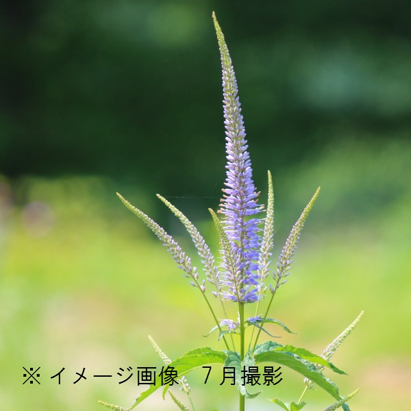 ������������15cm�ݥåȽ����ġ�������/�Ѵ���¿ǯ��/�峬��/���������ֽ�λ 8/18�դ�Ÿ����