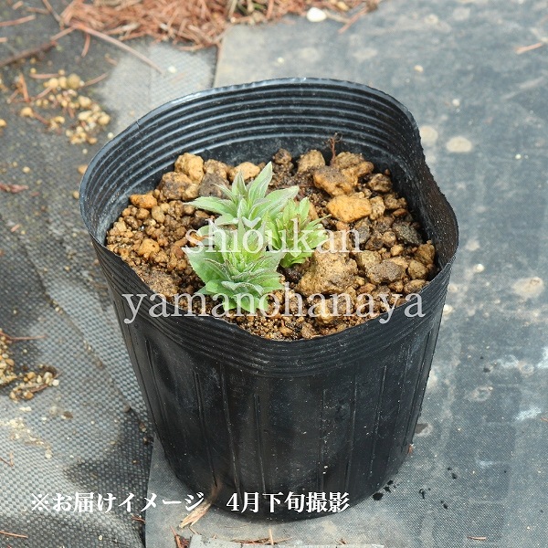 ������������15cm�ݥåȽ����ġ�������/�Ѵ���¿ǯ��/�峬��/���������ֽ�λ 8/18�դ�Ÿ����
