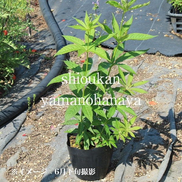 ������������15cm�ݥåȽ����ġ�������/�Ѵ���¿ǯ��/�峬��/���������ֽ�λ 8/18�դ�Ÿ����