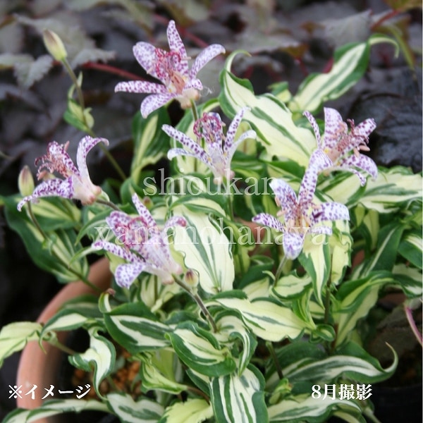 紫桜館山の花屋 | ☆日照条件から探す,半日陰～日陰 - 「斑入り