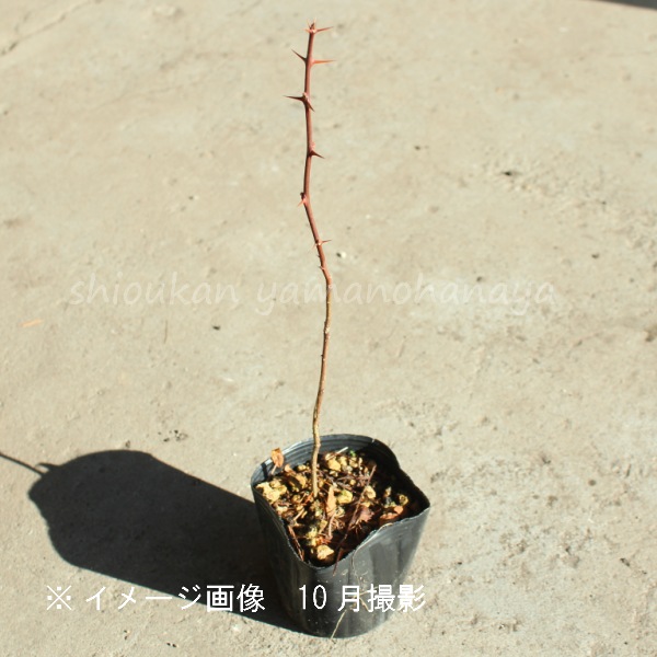 ���󥷥祦��9cm�ݥå��ġ�����10��20���/����/��ܥ/ͺ��������������