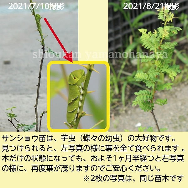 ���󥷥祦��9cm�ݥå��ġ�����10��20���/����/��ܥ/ͺ��������������