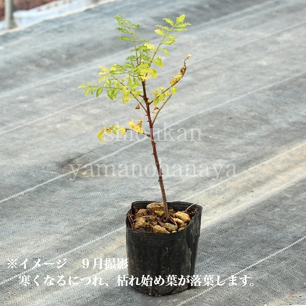 ���󥷥祦��9cm�ݥå��ġ�����10��20���/����/��ܥ/ͺ��������������