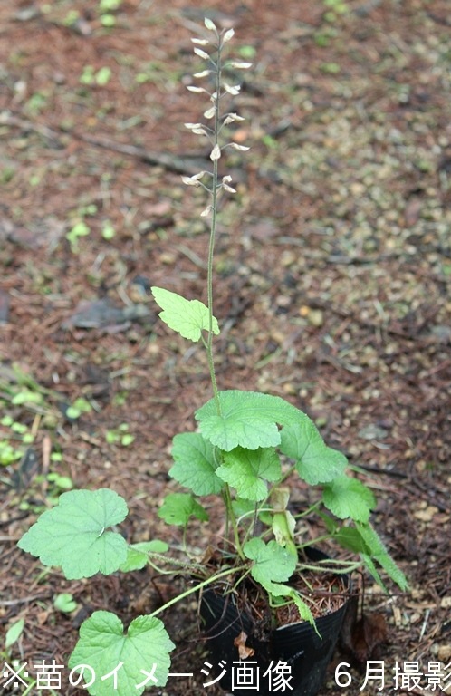 �����䥯���塡9��10.5cm�ݥå��ġ��Ѵ���¿ǯ��/������/��©����/�ƥ����쥢/����̲ �Ͼ���̵��