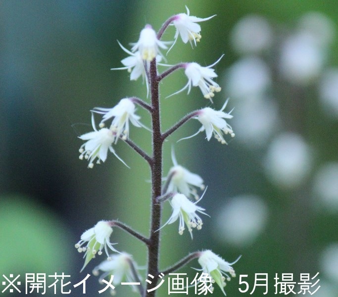 �����䥯���塡9��10.5cm�ݥå��ġ��Ѵ���¿ǯ��/������/��©����/�ƥ����쥢/����̲ �Ͼ���̵��