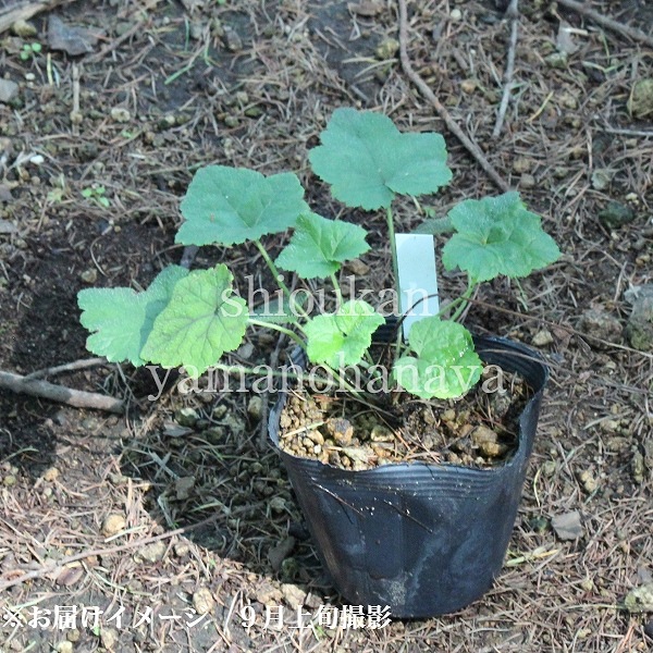 �����䥯���塡9��10.5cm�ݥå��ġ��Ѵ���¿ǯ��/������/��©����/�ƥ����쥢/����̲ �Ͼ���̵��