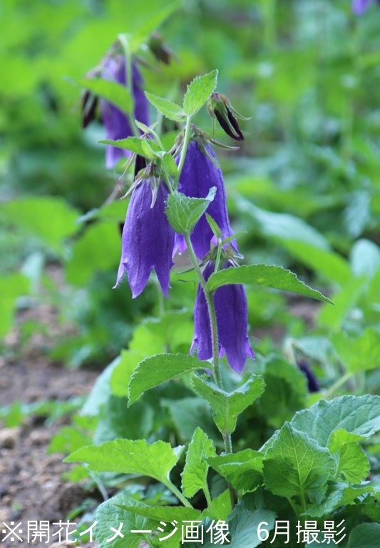 �Ĳ֥ۥ���֥�����9cm�ݥå��ġ�������/�Ѵ���¿ǯ��/����/����ѥ˥��/���饹�ȥ�/�����դ�Ÿ����