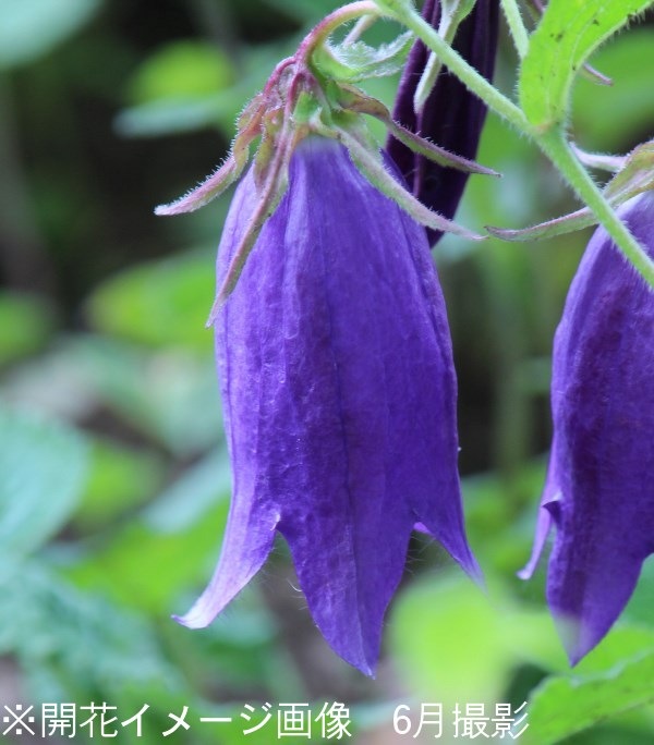 �Ĳ֥ۥ���֥�����9cm�ݥå��ġ�������/�Ѵ���¿ǯ��/����/����ѥ˥��/���饹�ȥ�/�����դ�Ÿ����