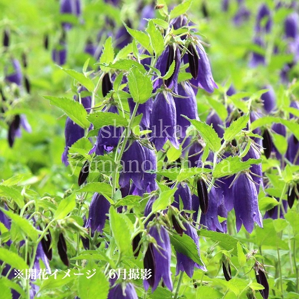 �Ĳ֥ۥ���֥�����9cm�ݥå��ġ�������/�Ѵ���¿ǯ��/����/����ѥ˥��/���饹�ȥ�/�����դ�Ÿ����