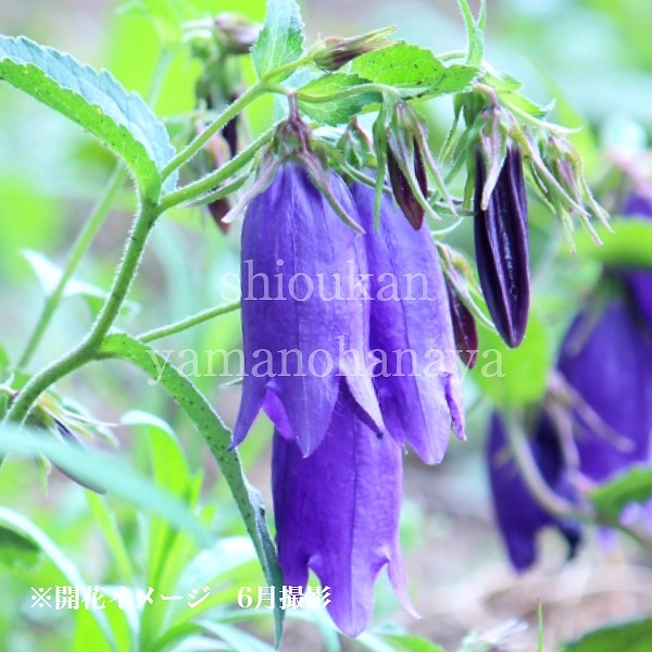 �Ĳ֥ۥ���֥�����9cm�ݥå��ġ�������/�Ѵ���¿ǯ��/����/����ѥ˥��/���饹�ȥ�/�����դ�Ÿ����