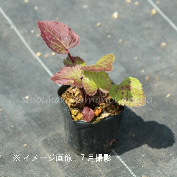 �Ĳ֥ۥ���֥�����9cm�ݥå��ġ�������/�Ѵ���¿ǯ��/����/����ѥ˥��/���饹�ȥ�/�����դ�Ÿ����